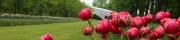 Beigi-Keukenhof-44.jpg