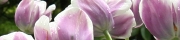 Beigi-Keukenhof-47.jpg