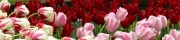 Beigi-Keukenhof-51.jpg