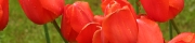 Beigi-Keukenhof-52.jpg