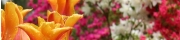 Beigi-Keukenhof-54.jpg