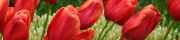 Beigi-Keukenhof-55.jpg