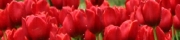 Beigi-Keukenhof-56.jpg