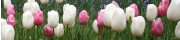 Beigi-Keukenhof-57.jpg