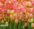 Beigi-Keukenhof-18.jpg