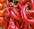 ita-amalfi-04.jpg