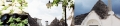 ita-albero-24.jpg