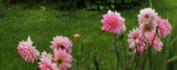 sogne-009.jpg