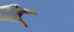 sf-bri-25.jpg