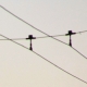 ca-va-038.jpg