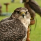 eng-durham-6.jpg