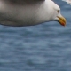 eng-scarboro-16.jpg