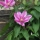 eng-haworth-7.jpg