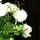 eng-haworth-12.jpg
