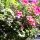 eng-haworth-19.jpg