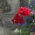 eng-haworth-20.jpg