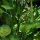 eng-haworth-41.jpg