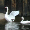 eng-Norwich-13.jpg