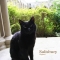 eng-Salisbury-23.jpg