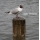 eng-lake-winder-47.jpg