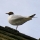 eng-lake-winder-75.jpg