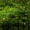 eng-Canterbury-13.jpg