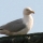 eng-Brighton-17.jpg