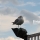 eng-Brighton-38.jpg