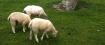 eng-Avebury-2.jpg