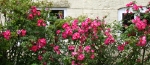 eng-Avebury-7.jpg