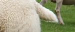 eng-Avebury-12.jpg