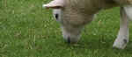 eng-Avebury-13.jpg