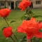 eng-Cheltenham-46.jpg