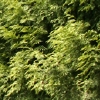 eng-Bourton-22.jpg