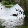 eng-Bibury-3.jpg
