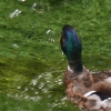 eng-Bibury-4.jpg