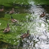 eng-Bibury-5.jpg