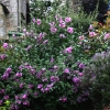 eng-Bibury-9.jpg