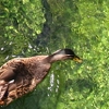 eng-Bibury-10.jpg