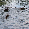 eng-Bibury-14.jpg