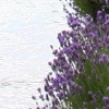 eng-Bibury-18.jpg