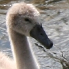 eng-Bibury-24.jpg