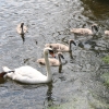 eng-Bibury-26.jpg