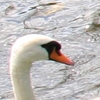 eng-Bibury-27.jpg