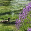 eng-Bibury-47.jpg