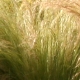 eng-Kew-6.jpg