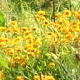 eng-Kew-7.jpg