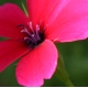 eng-Kew-8.jpg