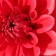 eng-Kew-9.jpg