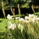 eng-HIdcote-2.jpg